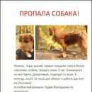 Подробнее об объявлении «Пропала собака кобель Саратов» Фото: пропала собака Пекинес «Пропала собака кобель Саратов» в г. Саратов