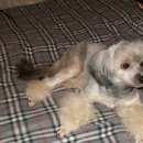 Подробнее об объявлении «Пропала собака кобель Санкт-Петербург» Фото: пропала собака Китайская хохлатая собака «Пропала собака кобель Санкт-Петербург» в г. Санкт-Петербург