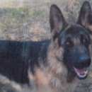 Подробнее об объявлении «Пропала собака кобель Нижний Новгород» Фото: пропала собака Немецкая овчарка «Пропала собака кобель Нижний Новгород» в г. Нижний Новгород
