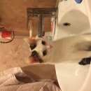 Подробнее об объявлении «Одинцово Пропала кошка помогите найти» Фото: пропала кошка  «Одинцово Пропала кошка помогите найти» в г. Одинцово