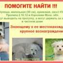 Подробнее об объявлении «Пропала собака Королев» Фото: пропала собака  «Пропала собака Королев» в г. Королев