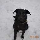 Подробнее об объявлении «Челябинск Найдена собака молодой пес» Фото: найдена собака  «Челябинск Найдена собака молодой пес» в г. Челябинск