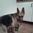 Подробнее об объявлении «Новосибирск Найдена собака немецкая овчарка» Фото: найдена собака Немецкая овчарка «Новосибирск Найдена собака немецкая овчарка» в г. Новосибирск