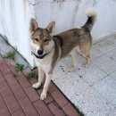 Подробнее об объявлении «Найдена собака Ханты-Мансийск» Фото: найдена собака  «Найдена собака Ханты-Мансийск» в г. Ханты-Мансийск