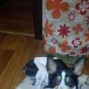 Подробнее об объявлении «Красноярск Найдена собака нашли собаку. солнечный» Фото: найдена собака  «Красноярск Найдена собака нашли собаку. солнечный» в г. Красноярск