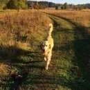 Подробнее об объявлении «Пропала собака кобель золотистый ретривер Зеленоград» Фото: пропала собака Голден ретривер «Пропала собака кобель золотистый ретривер...» в г. Зеленоград