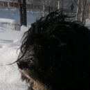 Подробнее об объявлении «Пропала собака кобель Ханты-Мансийск» Фото: пропала собака  «Пропала собака кобель Ханты-Мансийск» в г. Ханты-Мансийск