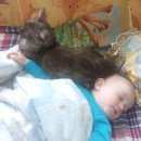 Подробнее об объявлении «Пропал кот Подольск» Фото: пропала кошка  «Пропал кот Подольск» в г. Подольск