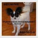 Подробнее об объявлении «Пропала собака Санкт-Петербург» Фото: пропала собака Папильон ( папийон) «Пропала собака Санкт-Петербург» в г. Санкт-Петербург