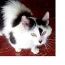 Подробнее об объявлении «Дубна Найден кот» Фото: найдена кошка  «Дубна Найден кот» в г. Дубна