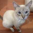 Подробнее об объявлении «Найден кот Ханты-Мансийск» Фото: найдена кошка  «Найден кот Ханты-Мансийск» в г. Ханты-Мансийск