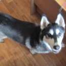Подробнее об объявлении «Липецк Найдена собака кобель хаски или лайки» Фото: найдена собака Сибирская хаски «Липецк Найдена собака кобель хаски или лайки» в г. Липецк
