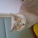 Подробнее об объявлении «Пропала кошка Кубинка» Фото: пропала кошка Британская короткошерстная «Пропала кошка Кубинка» в г. Кубинка