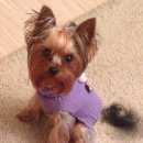 Подробнее об объявлении «Пропала собака Зеленоград» Фото: пропала собака Йоркширский терьер «Пропала собака Зеленоград» в г. Зеленоград