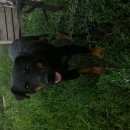 Подробнее об объявлении «Липецк Пропала собака кобель» Фото: пропала собака  «Липецк Пропала собака кобель» в г. Липецк