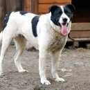 Подробнее об объявлении «Ульяновск Найдена собака» Фото: найдена собака  «Ульяновск Найдена собака» в г. Ульяновск