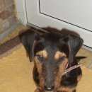 Подробнее об объявлении «Батайск Найдена собака» Фото: найдена собака Ягд-терьер «Батайск Найдена собака» в г. Батайск