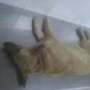 Подробнее об объявлении «Белгород Найдена собака» Фото: найдена собака  «Белгород Найдена собака» в г. Белгород