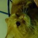 Подробнее об объявлении «Ульяновск Найден кот» Фото: найдена кошка  «Ульяновск Найден кот» в г. Ульяновск