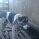 Подробнее об объявлении «Тосно Найдена собака кобель» Фото: найдена собака Среднеазиатская овчарка «Тосно Найдена собака кобель» в г. Тосно