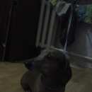 Подробнее об объявлении «Пропала собака кобель такса Королев» Фото: пропала собака Такса «Пропала собака кобель такса Королев» в г. Королев