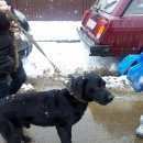 Подробнее об объявлении «Нижний Новгород Найдена собака кобель» Фото: найдена собака  «Нижний Новгород Найдена собака кобель» в г. Нижний Новгород