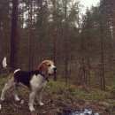 Подробнее об объявлении «Пропала собака кобель бигль, спб пос, пушкинский район Александровская» Фото: пропала собака Бигль «Пропала собака кобель бигль, спб пос,...» в г. Александровская