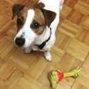 Подробнее об объявлении «Подольск Пропала собака» Фото: пропала собака Джек рассел терьер «Подольск Пропала собака» в г. Подольск