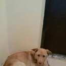 Подробнее об объявлении «Пропала собака кобель Новосибирск» Фото: пропала собака  «Пропала собака кобель Новосибирск» в г. Новосибирск