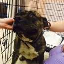 Подробнее об объявлении «Москва Найдена собака» Фото: найдена собака Стаффордширский бультерьер «Москва Найдена собака» в г. Москва