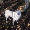 Подробнее об объявлении «Пропала собака Ханты-Мансийск» Фото: пропала собака  «Пропала собака Ханты-Мансийск» в г. Ханты-Мансийск