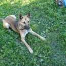 Подробнее об объявлении «Найдена собака Нижний Новгород» Фото: найдена собака  «Найдена собака Нижний Новгород» в г. Нижний Новгород