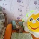 Подробнее об объявлении «Красноярск Найдена собака» Фото: найдена собака Той-терьер «Красноярск Найдена собака» в г. Красноярск