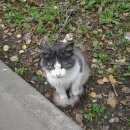 Подробнее об объявлении «Жуковский Найден кот» Фото: найдена кошка  «Жуковский Найден кот» в г. Жуковский