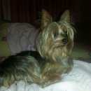 Подробнее об объявлении «Пропала собака кобель Горячий Ключ» Фото: пропала собака Йоркширский терьер «Пропала собака кобель Горячий Ключ» в г. Горячий Ключ