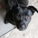 Подробнее об объявлении «Нижний Новгород Найдена собака» Фото: найдена собака  «Нижний Новгород Найдена собака» в г. Нижний Новгород