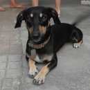 Подробнее об объявлении «Геленджик Пропала собака кобель» Фото: пропала собака Такса «Геленджик Пропала собака кобель» в г. Геленджик