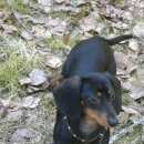 Подробнее об объявлении «Пропала собака Санкт-Петербург» Фото: пропала собака Такса «Пропала собака Санкт-Петербург» в г. Санкт-Петербург