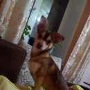 Подробнее об объявлении «Пропала собака кобель Омск» Фото: пропала собака  «Пропала собака кобель Омск» в г. Омск