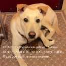 Подробнее об объявлении «Москва Пропала собака кобель палевый щенок» Фото: пропала собака Лабрадор ретривер «Москва Пропала собака кобель палевый щенок» в г. Москва