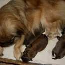 Подробнее об объявлении «Пропала собака Новосибирск» Фото: пропала собака Пекинес «Пропала собака Новосибирск» в г. Новосибирск