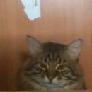 Подробнее об объявлении «Одинцово Пропал кот» Фото: пропала кошка  «Одинцово Пропал кот» в г. Одинцово