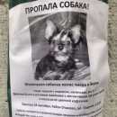 Подробнее об объявлении «Москва Пропала собака метис чихуа и йорка» Фото: пропала собака  «Москва Пропала собака метис чихуа и йорка» в г. Москва