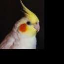 Подробнее об объявлении «Санкт-Петербург Пропал попугай корелла (девочка)» Фото: пропало другое животное  «Санкт-Петербург Пропал попугай корелла (девочка)» в г. Санкт-Петербург