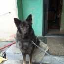 Подробнее об объявлении «Пропала собака кобель помогите найти собаку Ангарск» Фото: пропала собака  «Пропала собака кобель помогите найти собаку...» в г. Ангарск