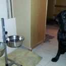 Подробнее об объявлении «Санкт-Петербург Пропала собака кобель» Фото: пропала собака Лабрадор ретривер «Санкт-Петербург Пропала собака кобель» в г. Санкт-Петербург