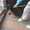 Подробнее об объявлении «Анапа Пропала собака» Фото: пропала собака Дратхаар «Анапа Пропала собака» в г. Анапа