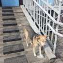 Подробнее об объявлении «Красноярск Найдена собака» Фото: найдена собака  «Красноярск Найдена собака» в г. Красноярск