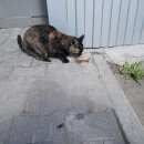 Подробнее об объявлении «Мытищи Найдена кошка» Фото: найдена кошка  «Мытищи Найдена кошка» в г. Мытищи