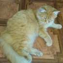 Подробнее об объявлении «Челябинск Пропало домашнее животное рыжий кот мася.» Фото: пропало другое животное  «Челябинск Пропало домашнее животное рыжий кот...» в г. Челябинск